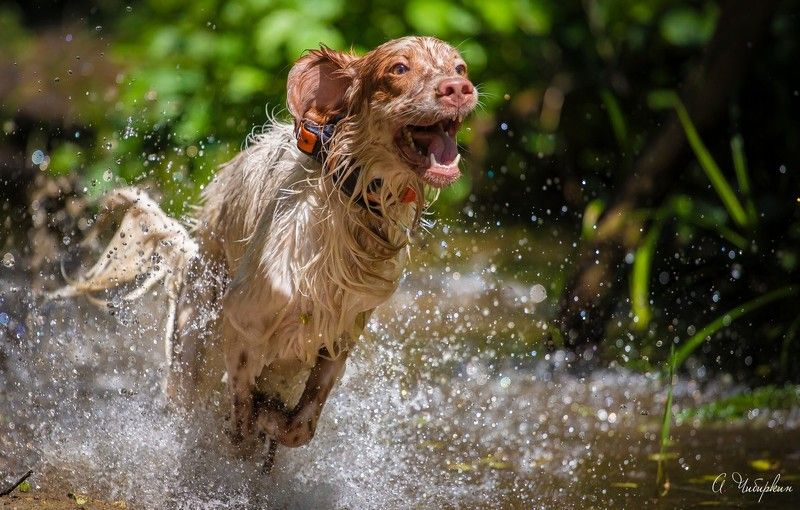 Лето, речка.... ура купаться.photo preview