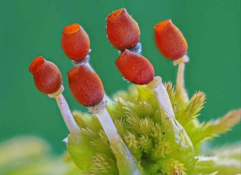 мох, сфагнум, болото, споровые коробочки Как тюлпаныphoto preview