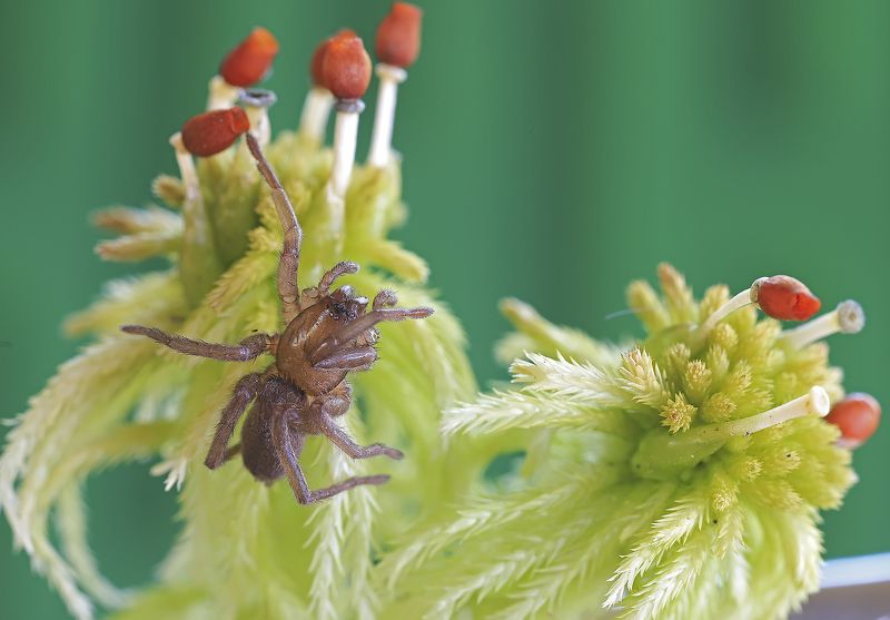 сфагновый мох, верховое болото, паучок, споровые коробочки мха Паучок на сфагновом мхуphoto preview