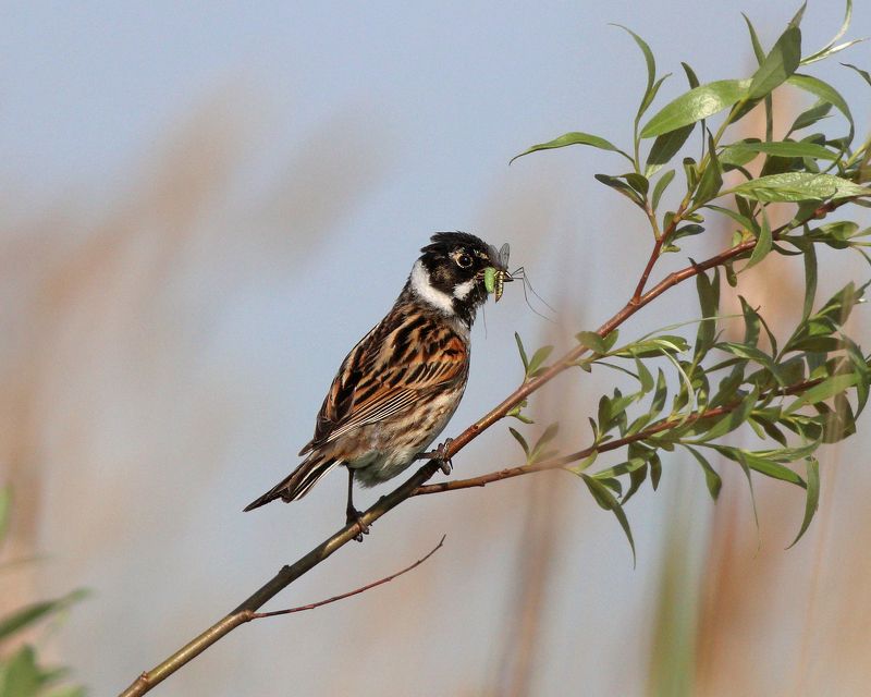 камышовая овсянка, овсянка, emberiza schoeniclus,  common reed bunting, bunting Добытчикphoto preview