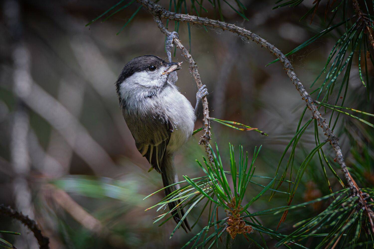 , Гильманов Артур