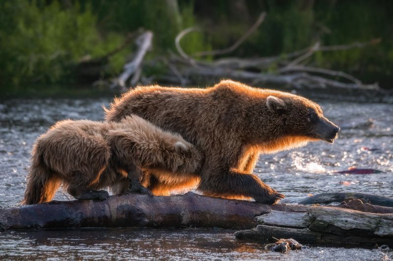 камчатка, медведи, wildlife, bears Медведи Камчаткиphoto preview