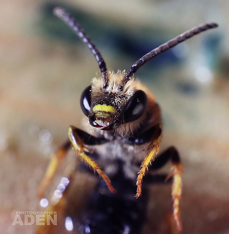 *** фото превью