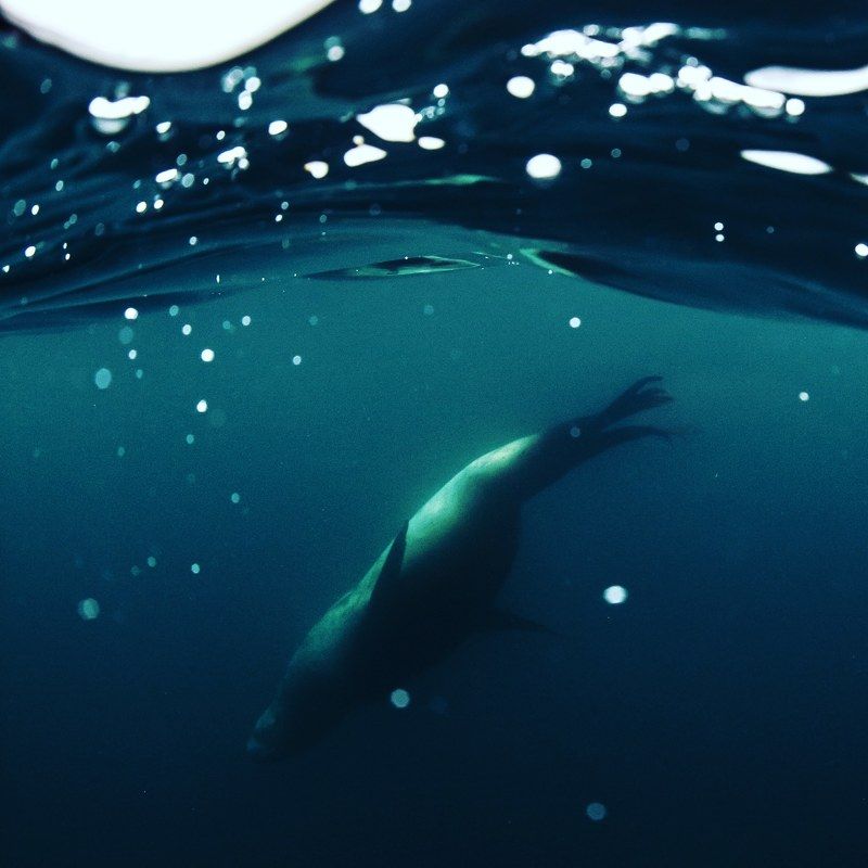 Морской левphoto preview