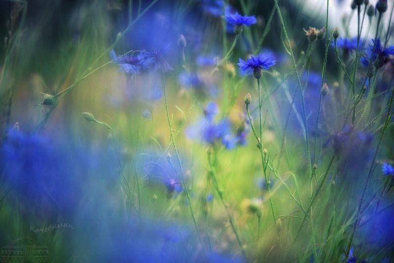 синий, цветы, василек Синяя синеваphoto preview