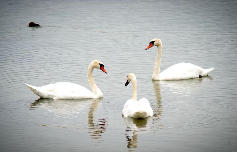 ночь *** фото превью