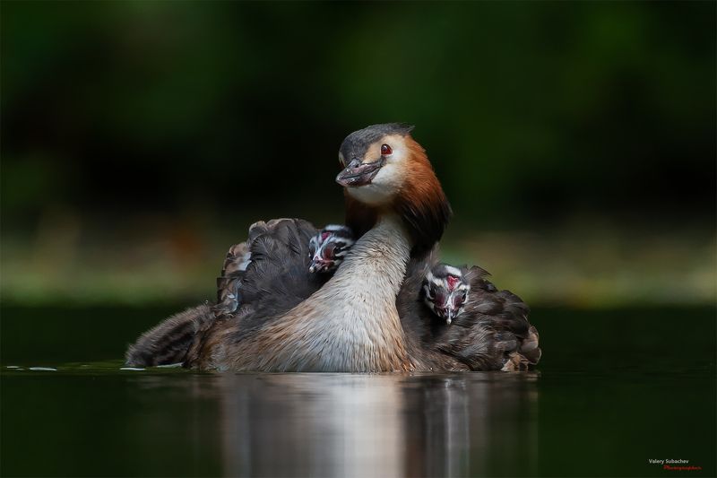 Материнствоphoto preview