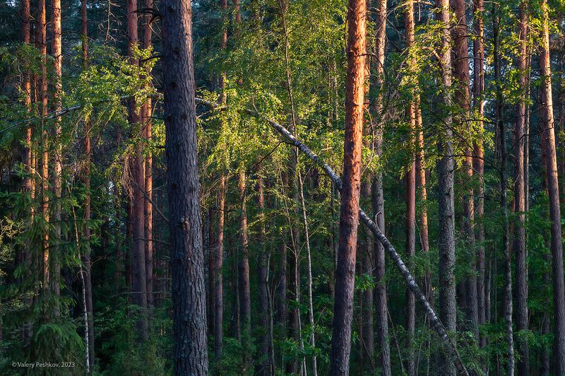 лето, сосновый бор, вечер, телеобъектив, сигма 100-400, мещёра, рязанская область Вечерний этюдphoto preview