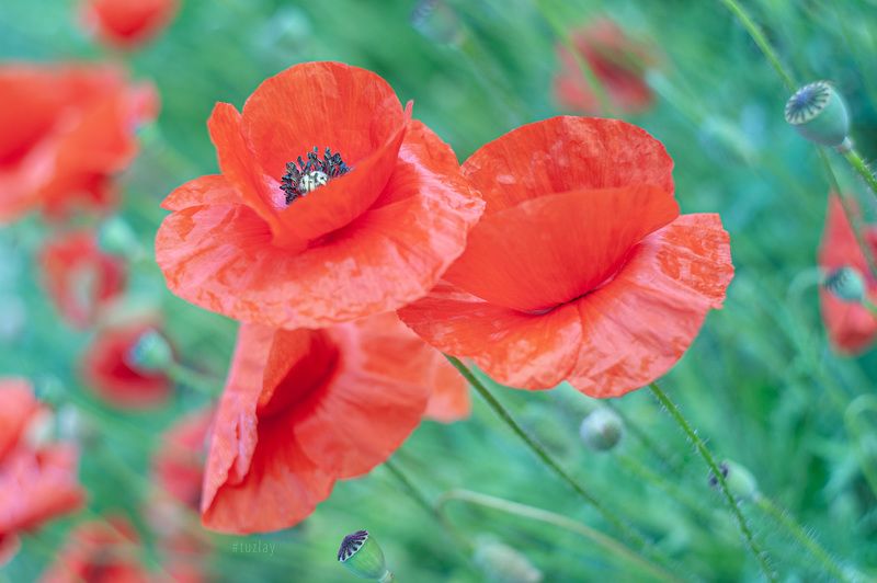 Про утренние маки и Гелиос 44 - Серия 2photo preview