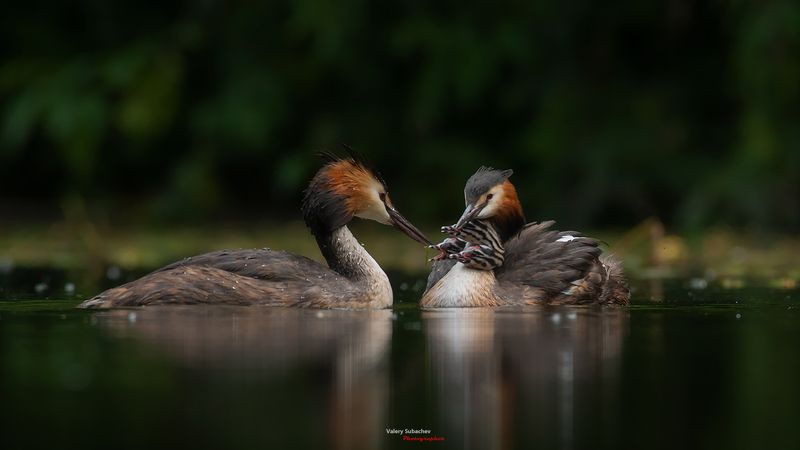 Семьяphoto preview