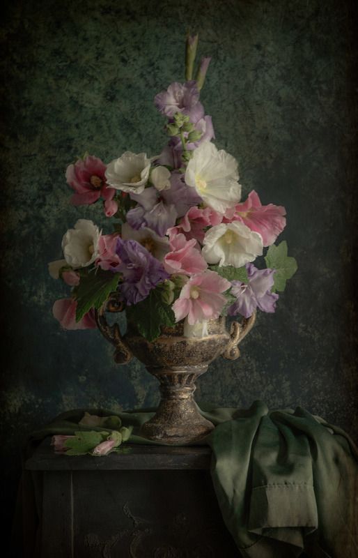 Мальва фото превью