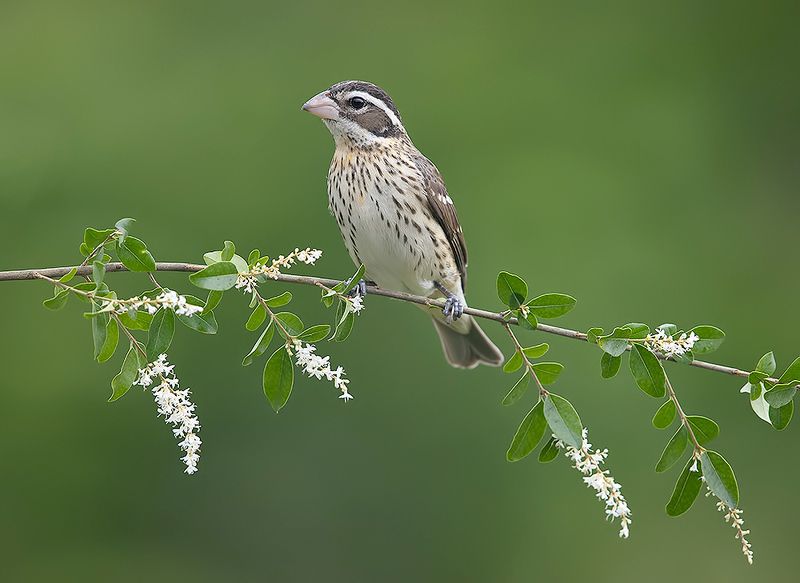 кардинал, rose-breasted grosbeak, grosbeak, весна Female. Rose-breasted Grosbeak. Красногрудый дубоносовый кардиналphoto preview