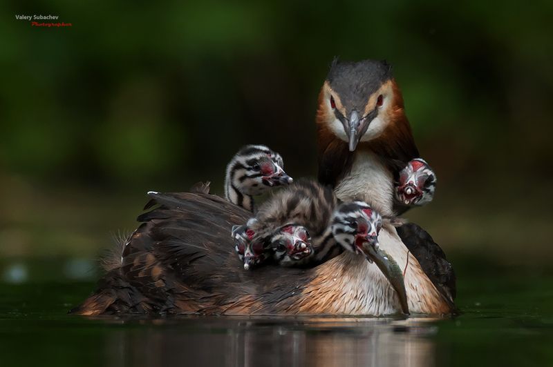 Вкусняшкаphoto preview
