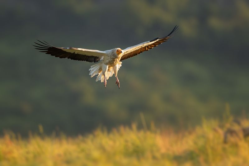 Neophron percnopterus Египетски лешояд/ Neophron percnopterusphoto preview