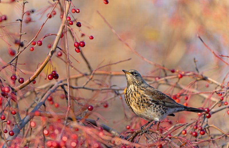 дрозд, рябинник, птица, красный Рябинникphoto preview