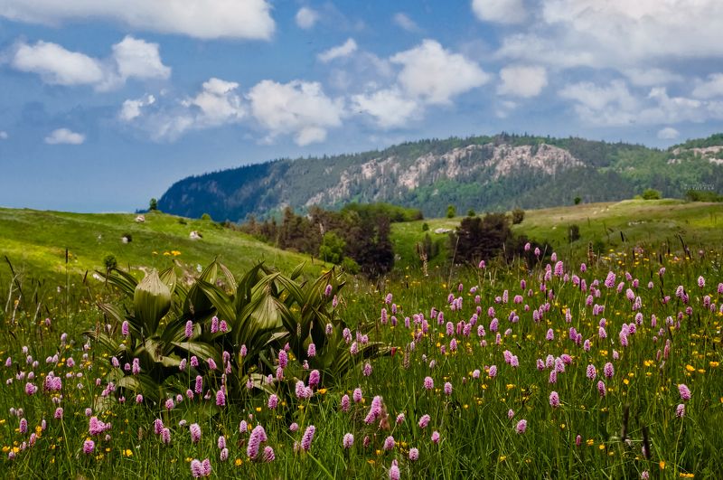 плато, природа, пейзаж, лагонаки, адыгея Цветущее плато Лагонакиphoto preview