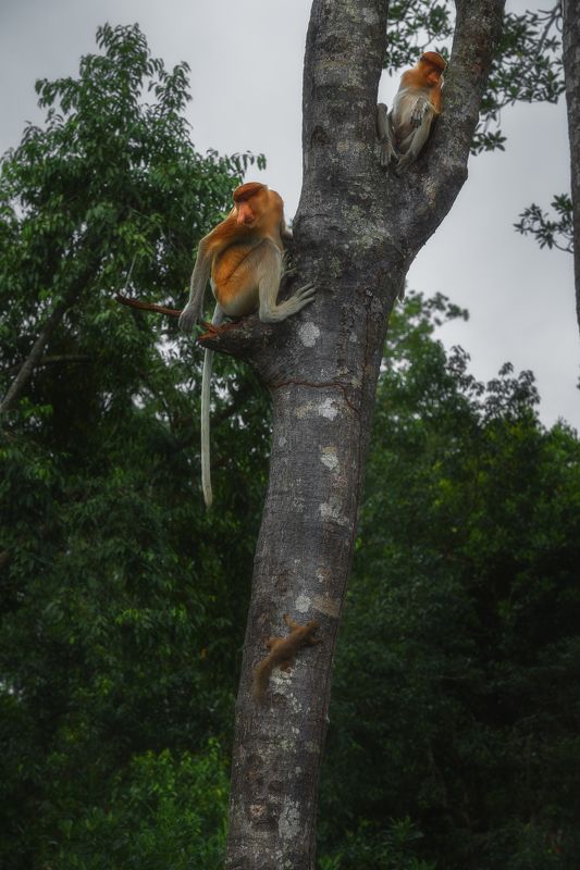 Трое на дереве photo preview