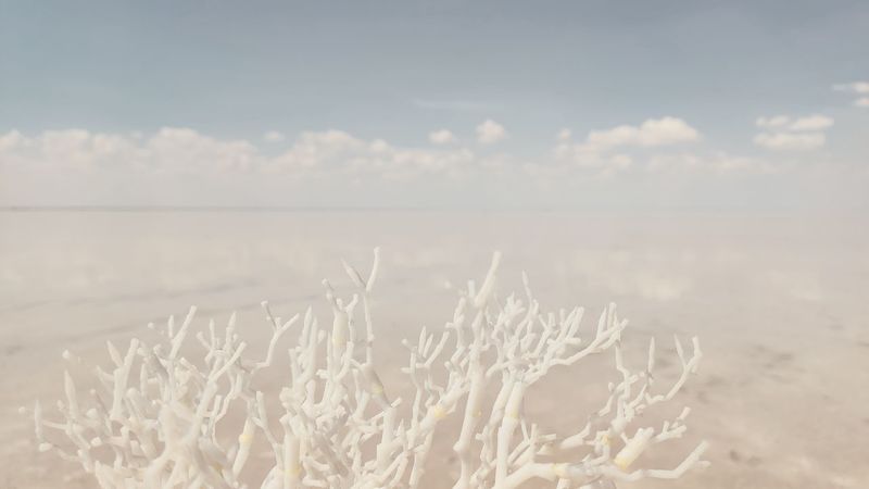 нежное, пейзаж, коралл Нежноеphoto preview