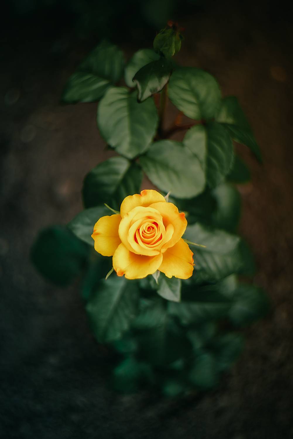 Автор: Дзюба Нелли цветы природа лето розы лилии flowers nature fauna summer roses lilies, Дзюба Нелли