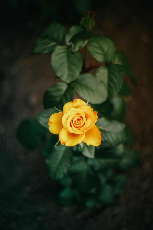 цветы природа лето розы лилии flowers nature fauna summer roses lilies photo preview