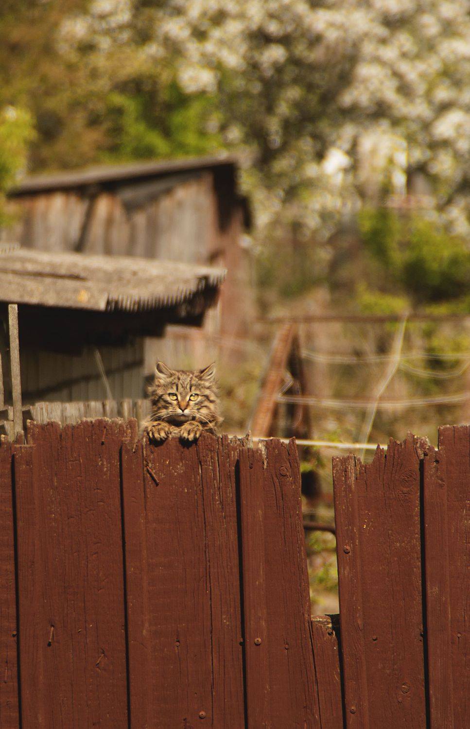 деревня, кот, котик, любопытный котенок, беларусь, Алексейчик Ольга