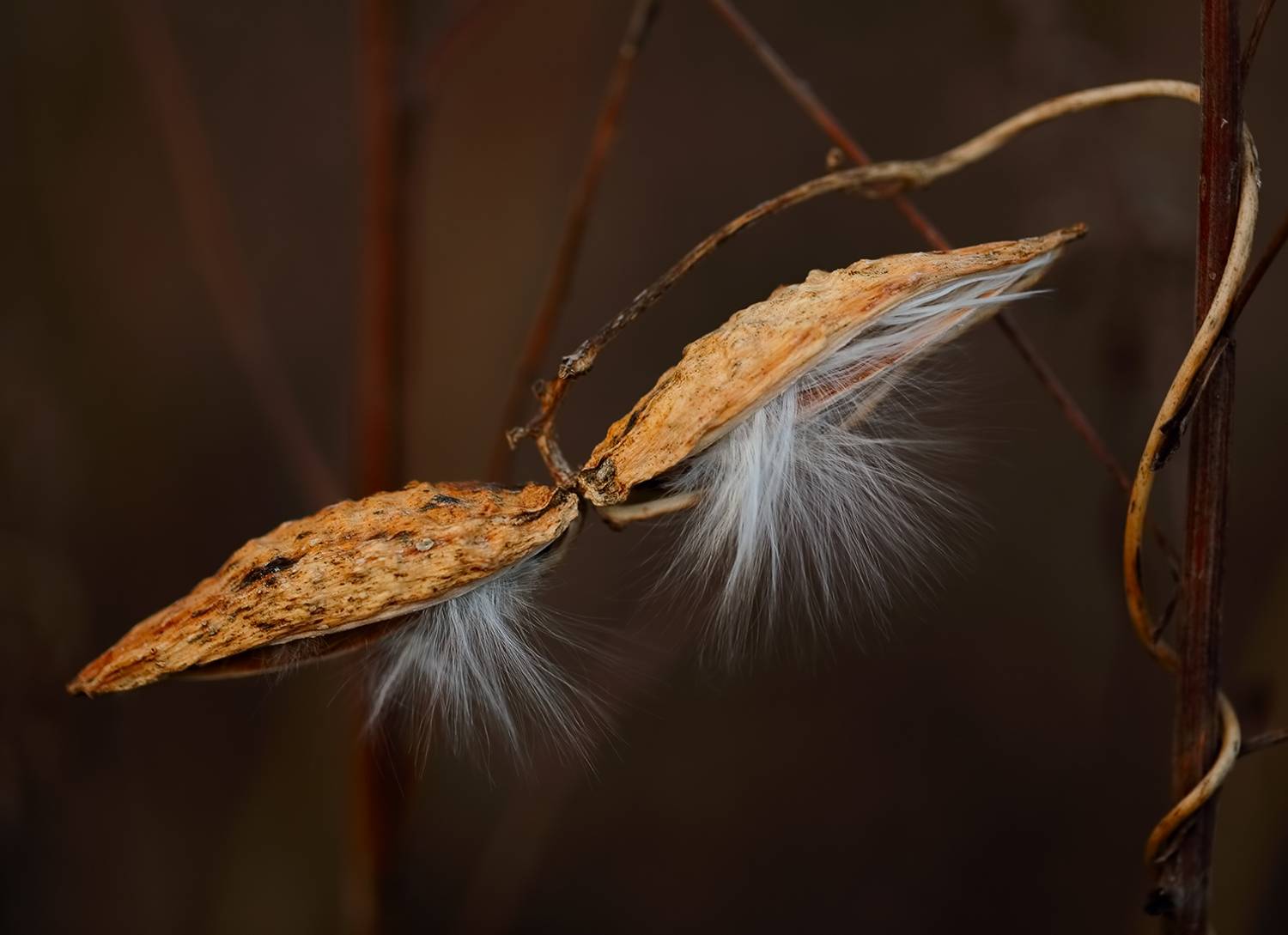 макро, осень, вечер, Евгений Паршуков