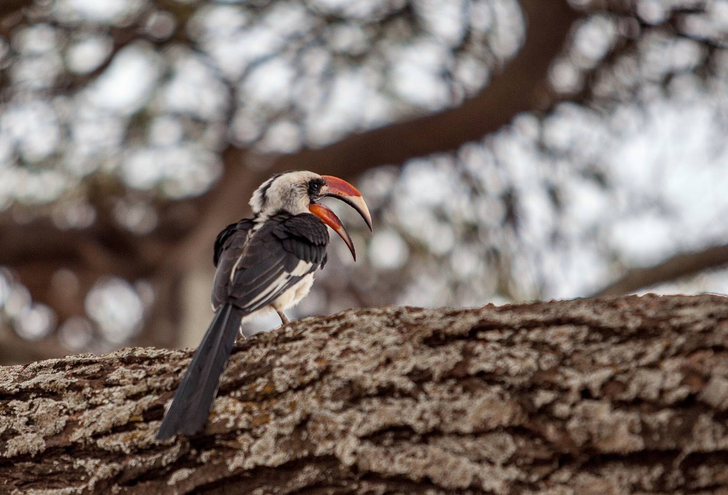 Kenya birds, Lilia Tkachenko