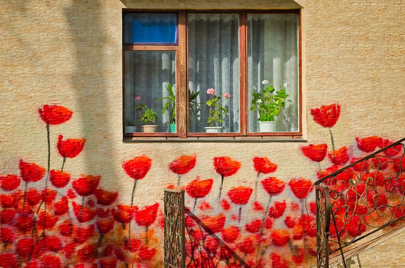 Алые маки фото превью