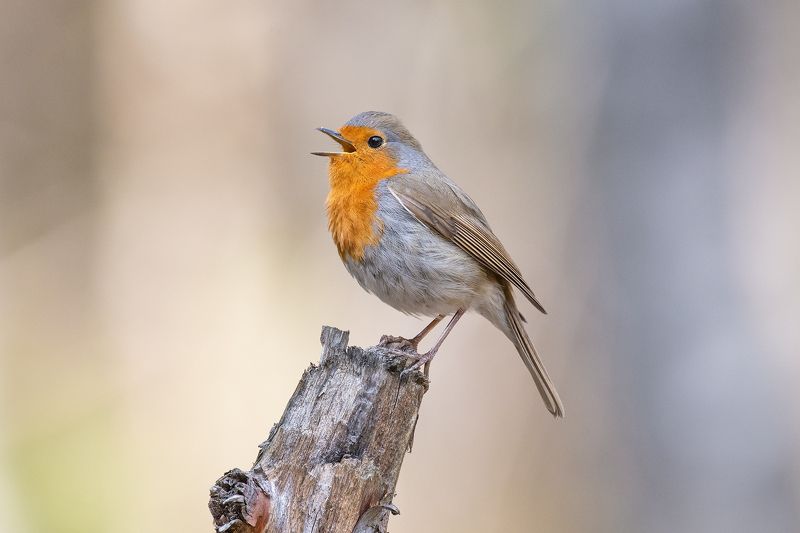 Голоса весныphoto preview