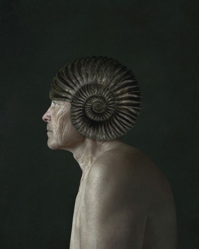 From the genus Ammonitesphoto preview