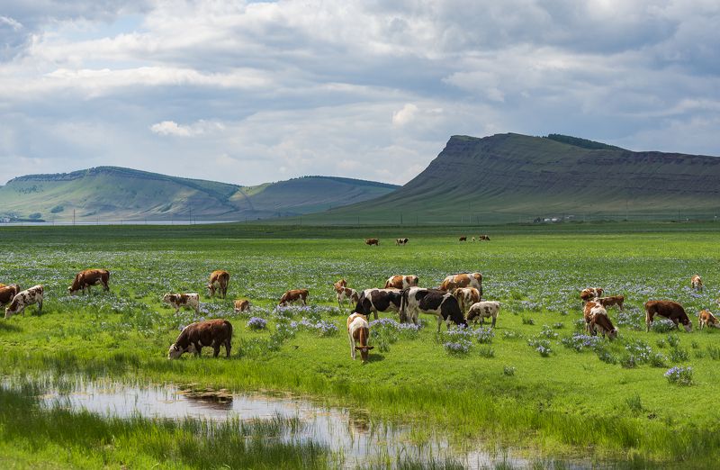 В долинах Хакасииphoto preview