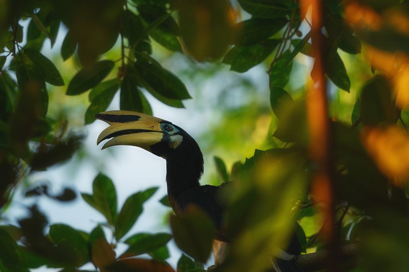 Это кто там в листве затаился?photo preview