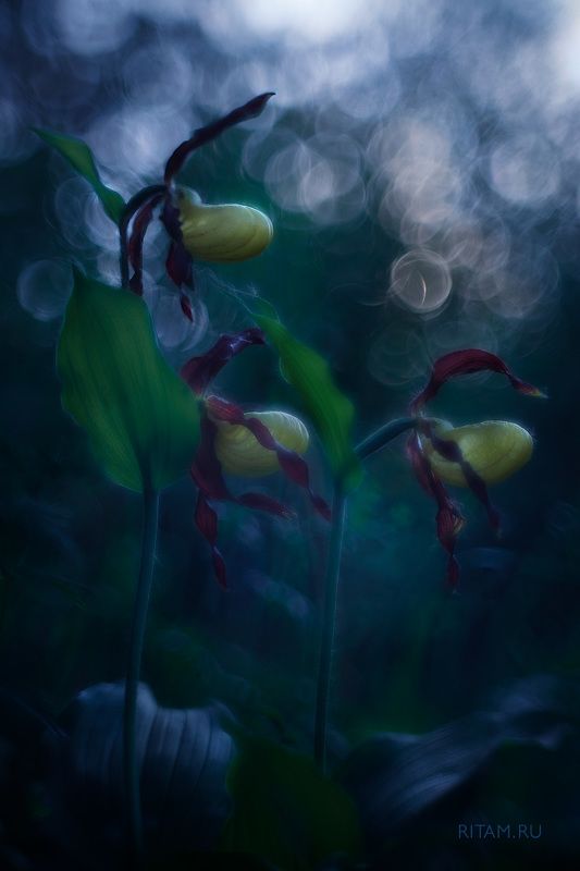 Закатное волшебство - Венерины башмачкиphoto preview