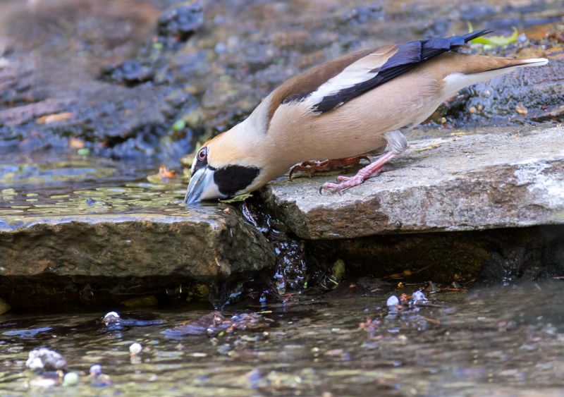 птица, дубонос, водопой, вода, ручей, Дубонос  у ручья.photo preview