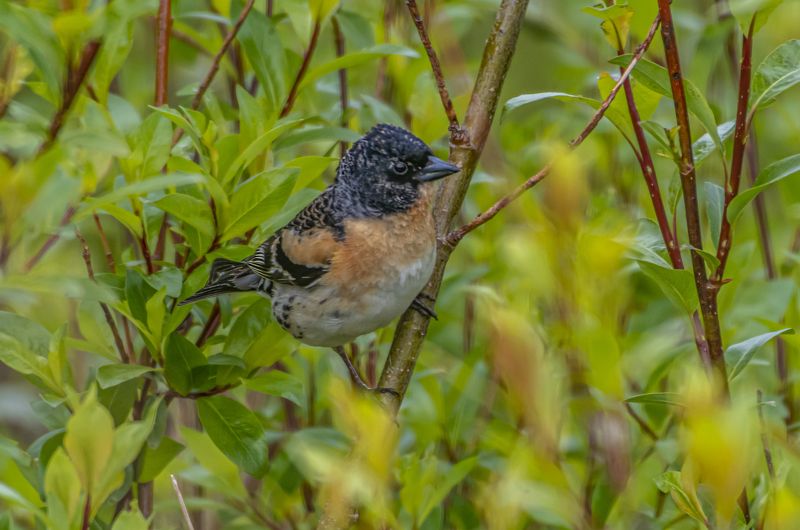 мурмаская область, териберка, птицы, вьюрок Вьюрокphoto preview