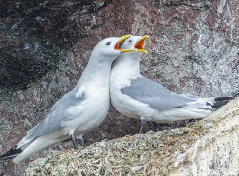 мурмаская область, териберка, птицы, чайки-моевки Дуэтphoto preview