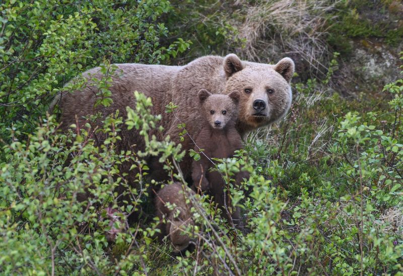 мурмаская область, териберка, бурый медведь Семьяphoto preview