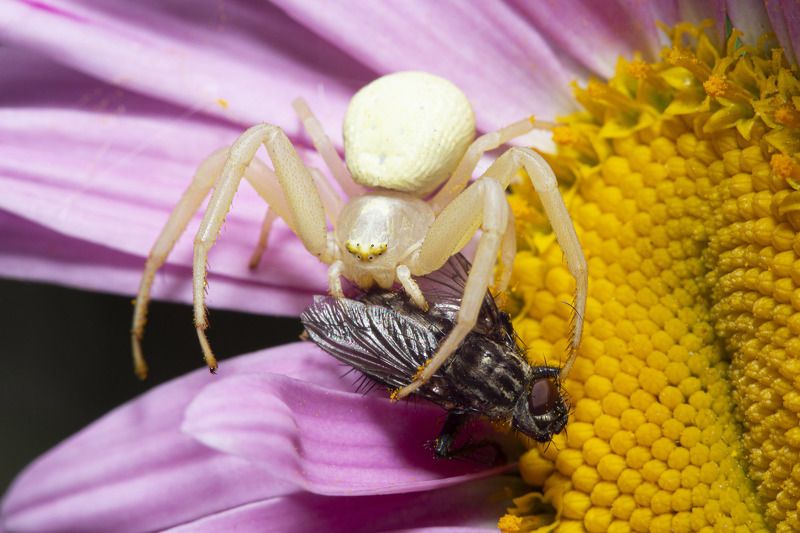 паук, муха, цветок Добычаphoto preview