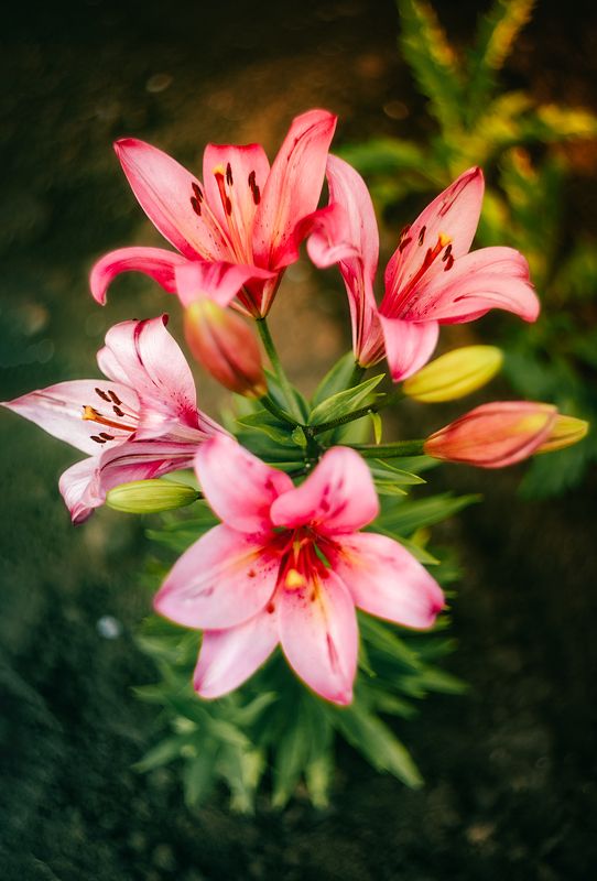 цветы природа лето розы лилии flowers nature fauna summer roses lilies photo preview