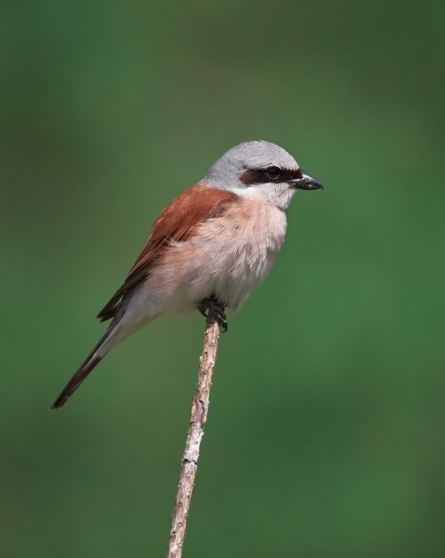 сорокопут жулан птичка на ветке Сорокопут - жулан фото превью