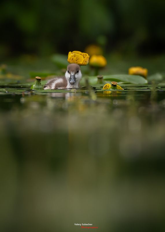 Шапочкаphoto preview