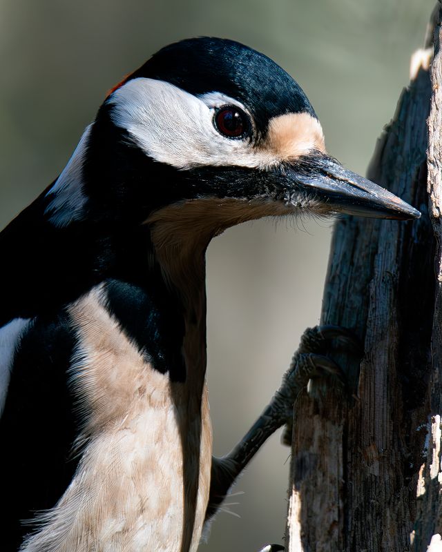 Птицыphoto preview