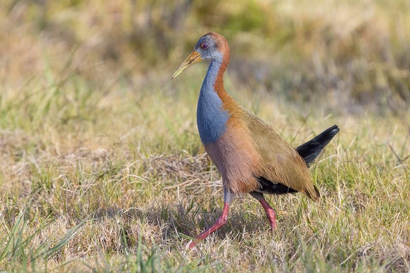 птицы, уругвай ***photo preview