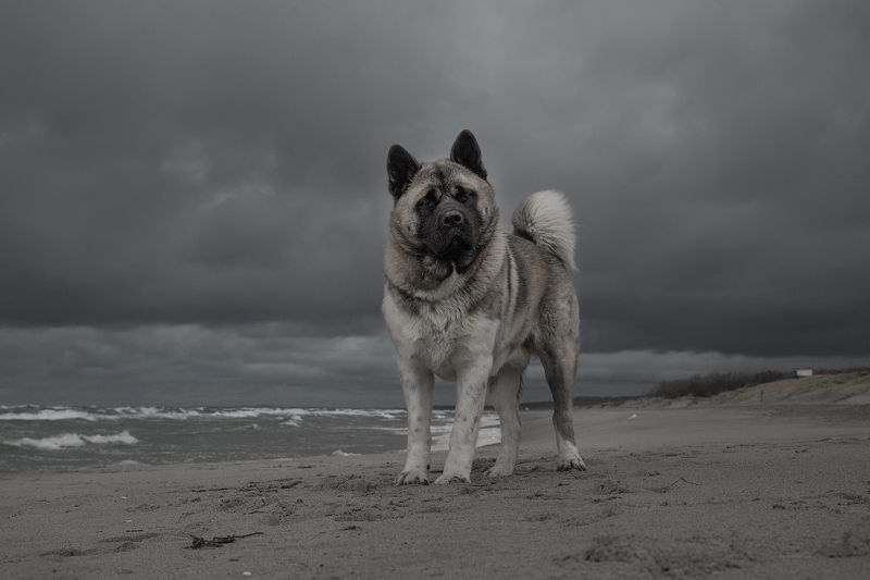 Визави фото превью