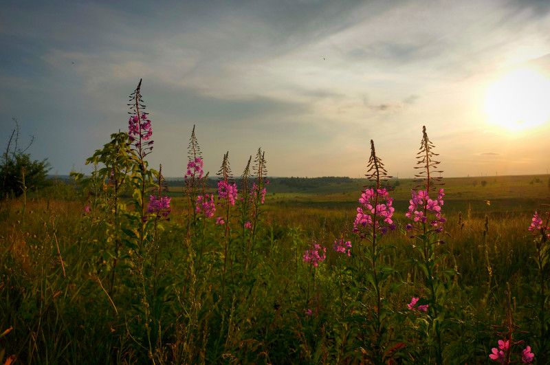 вечер, природа, цветы, закат, пейзаж, луг Июльский вечерphoto preview
