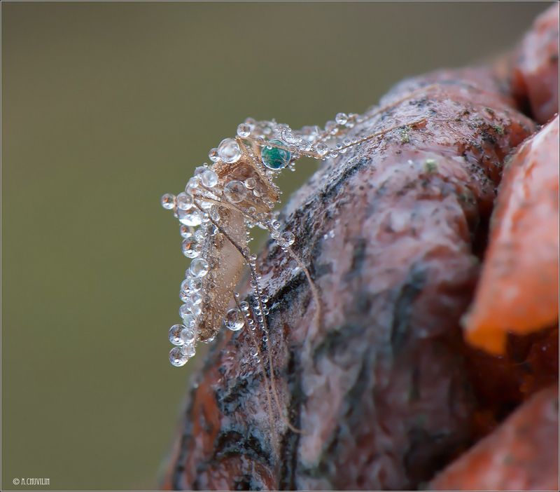 комар,роса,утро,холодно И комарам порой бывает не сладко ) фото превью