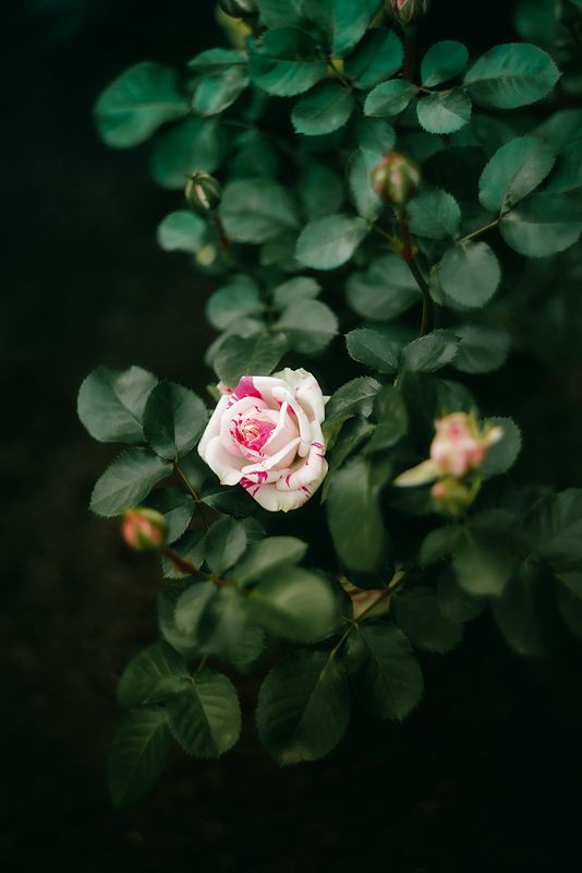 цветы природа лето розы лилии flowers nature fauna summer roses lilies photo preview