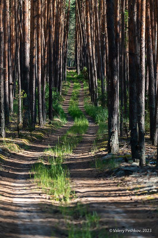 штрих-код, лето, сосновый бор, вечер, телеобъектив, сигма 100-400, мещёра, рязанская область Штрих-коды соснового бораphoto preview