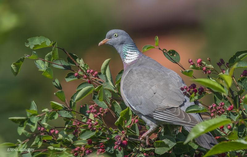 bird of prey, animal, birds, bird, animal wildlife, nature, animals in the wild, птицы, птица, common wood pigeon, вяхирь, ирга Common wood pigeonphoto preview