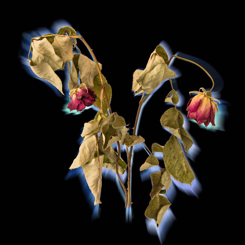 black, blue, color, colors, color image, dry, dry plant, green, leaf, leaves, photograph, photography, plant, red, rose, roses, still life, Натюрморт с Сухими Розами / Dry Rosesphoto preview